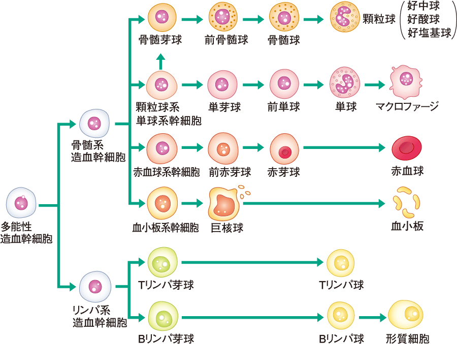 造血のプロセス 白血球 S C長澤誠浩のセルフトーク 非公式ブログ オフィシャルブログへ移行しました