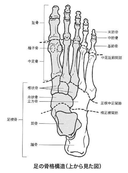解剖学のまとめ 足の骨と関節 S C長澤誠浩のセルフトーク 非公式ブログ オフィシャルブログへ移行しました